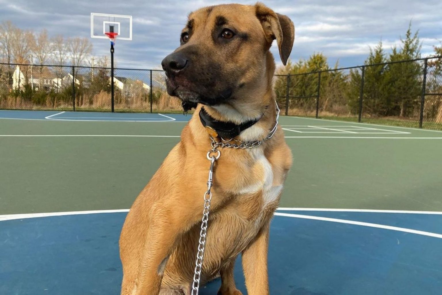 Cane Corso German Shepherd Mix A Hybrid That Will Fascinate You