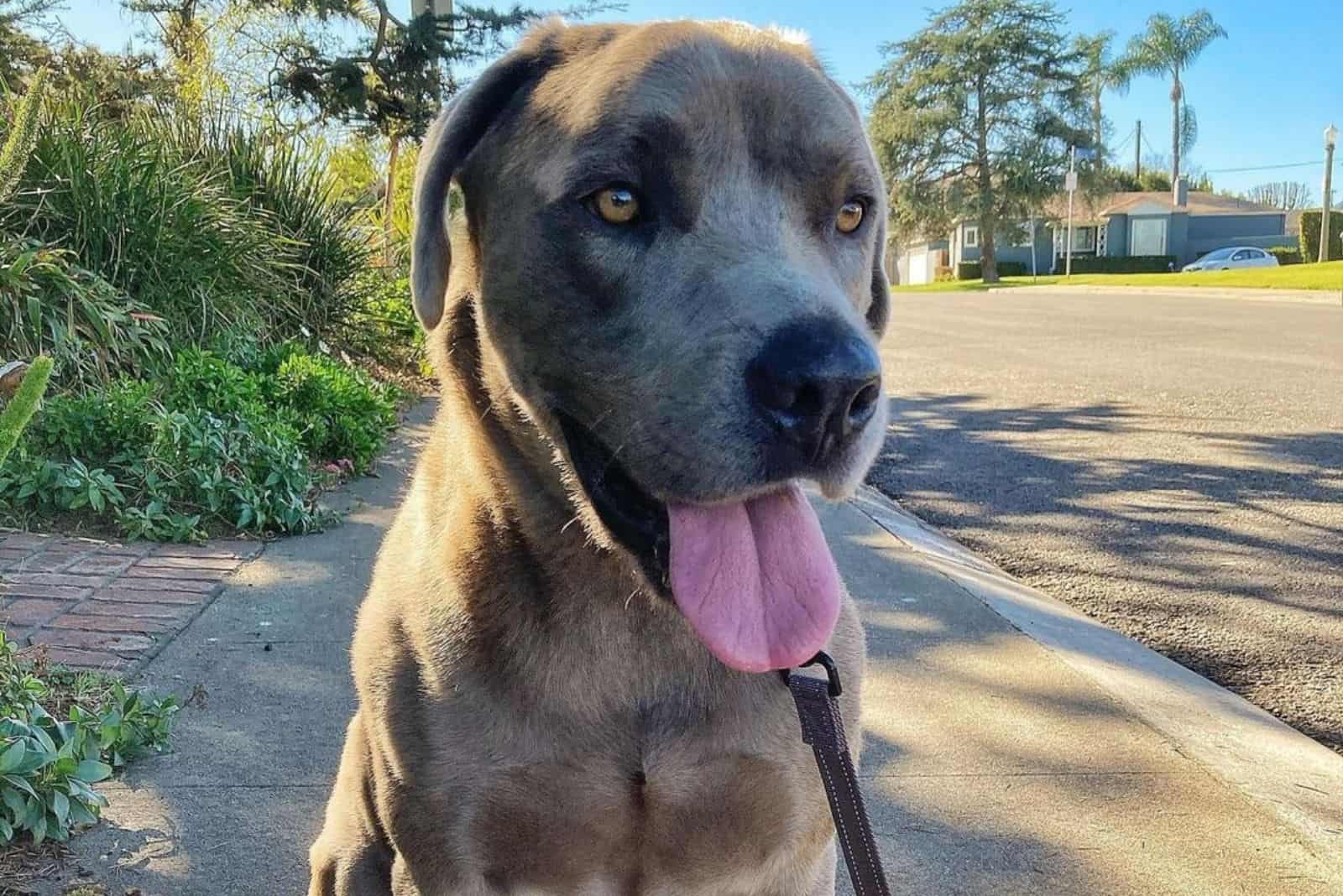 Cane Corso Lab Mix Brindle - Us Pets Love