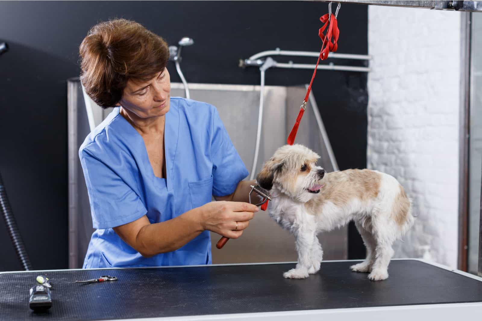 female groomer performing hair care for havanese puppy