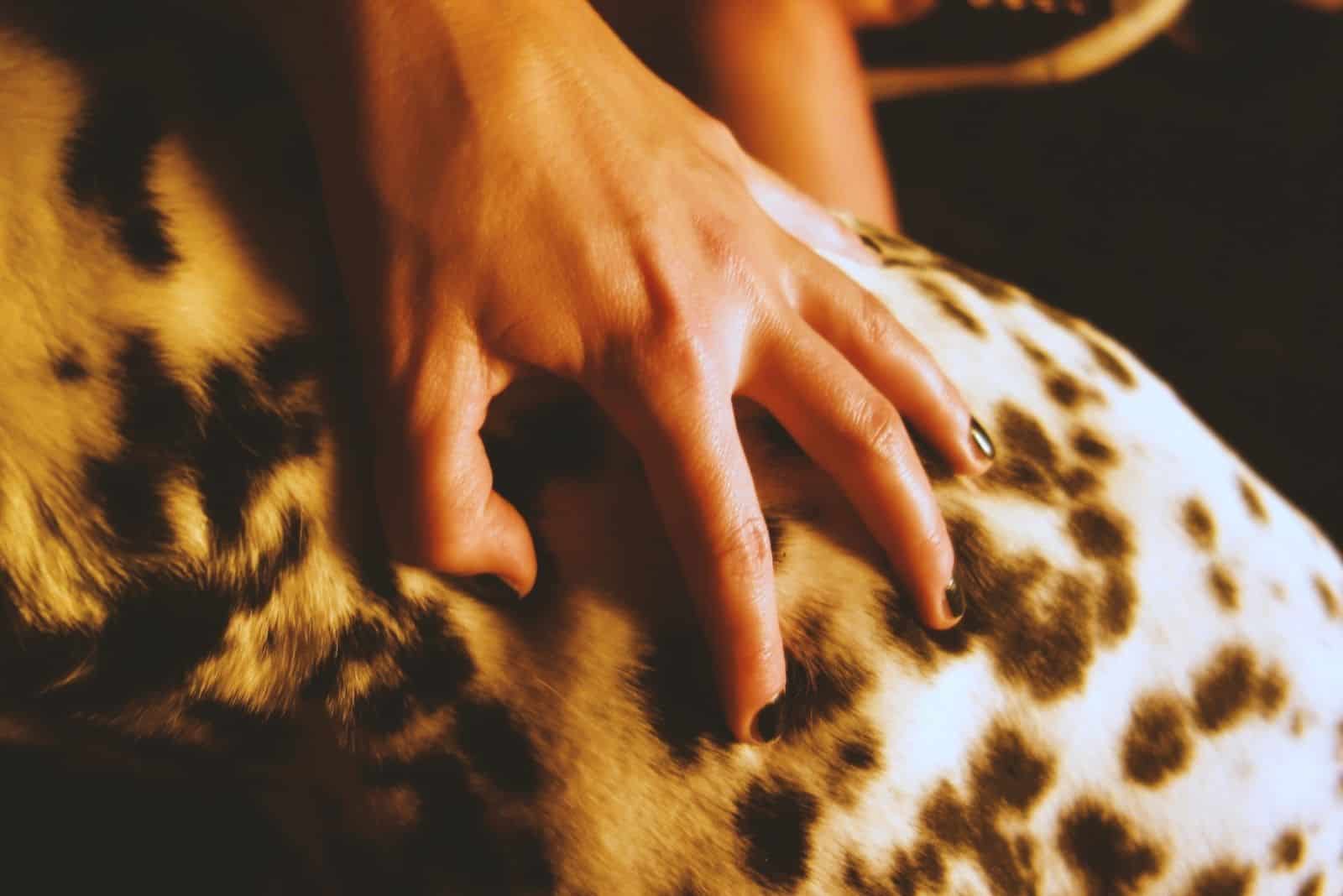 female hand stroking a dalmatian dog fur 
