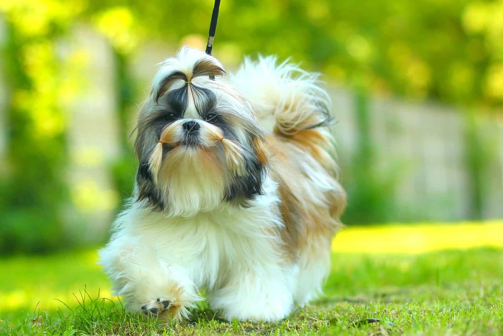 female shih tzu running outdoors 