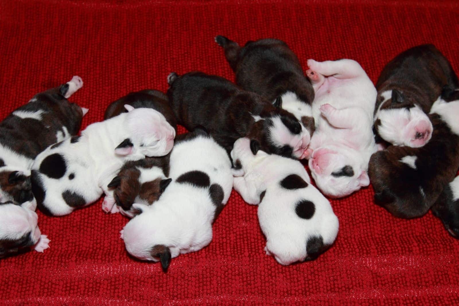 french bulldog puppies sleeping next to each other