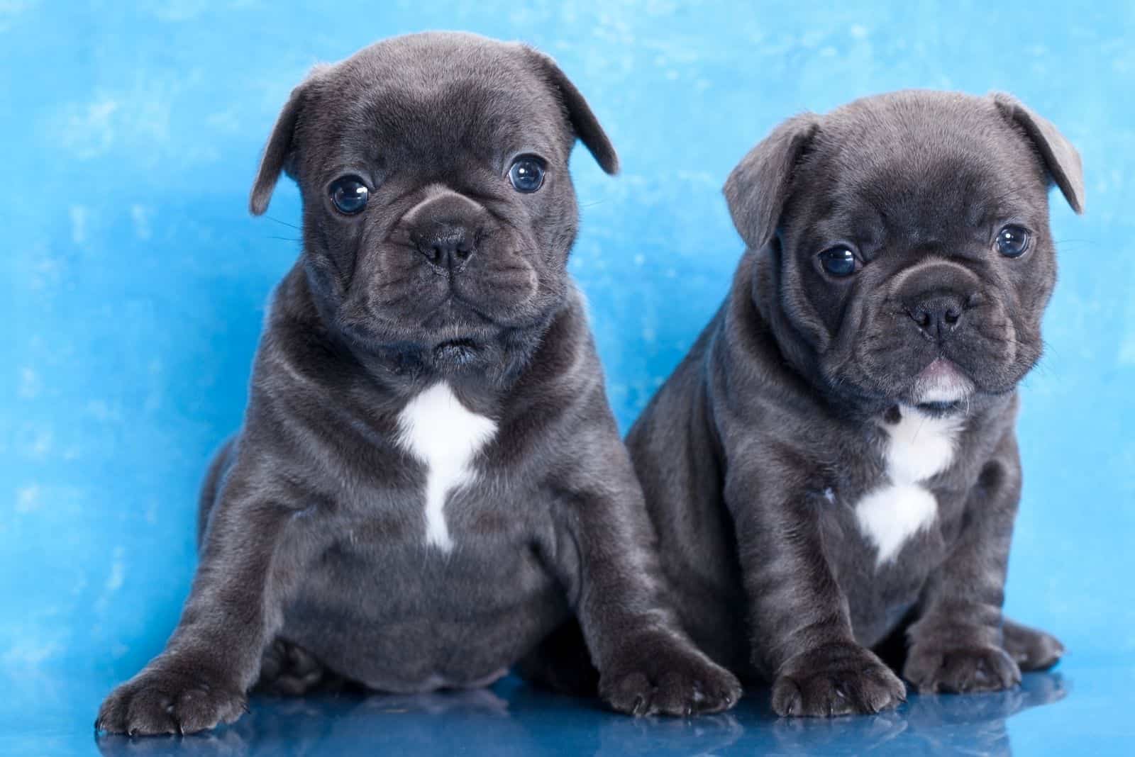 french bulldog puppy black sitting against blue background