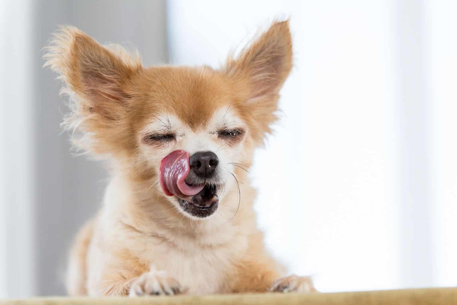 funny cute chihuahua licking its mouth waiting for food