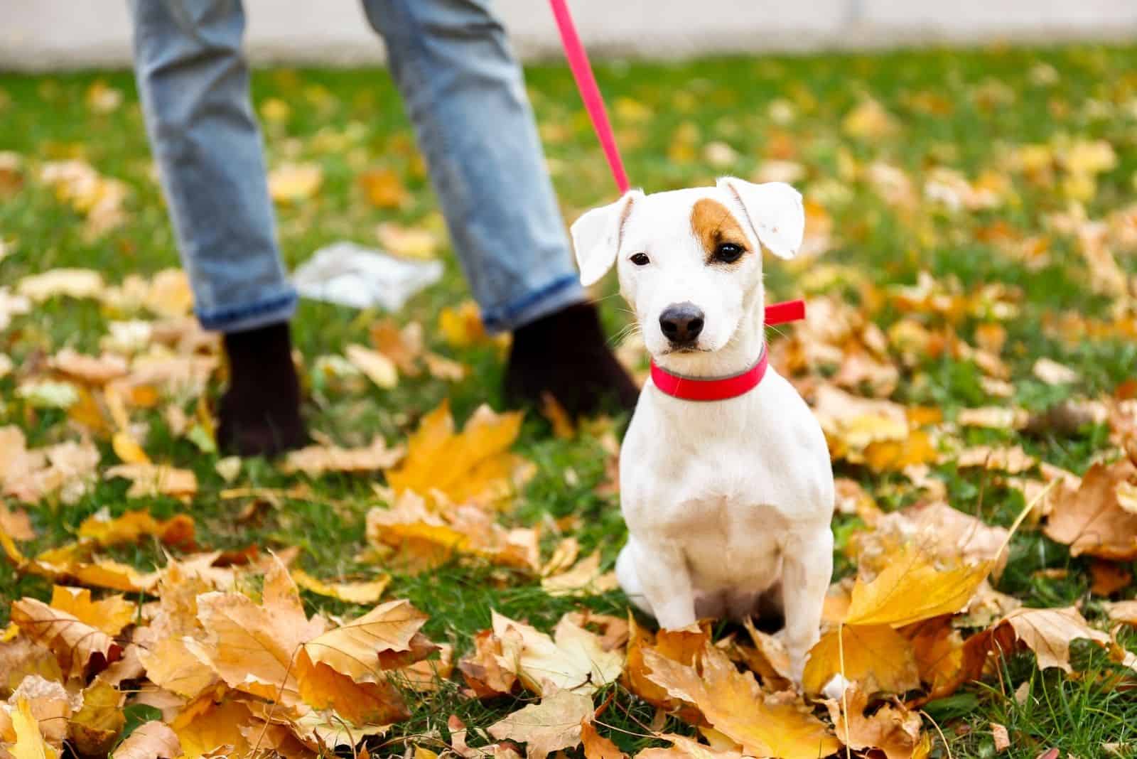 funny jack russell taking a walk in autumn park