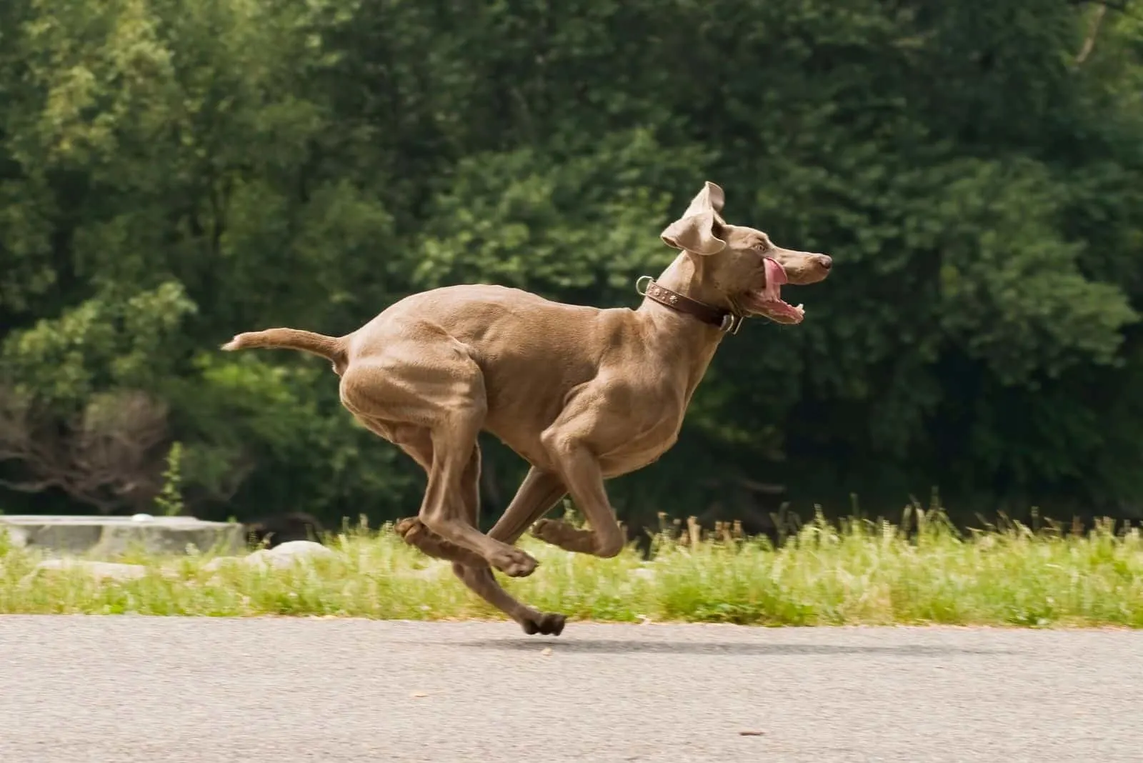 funny weimarener pitbull running in the streets