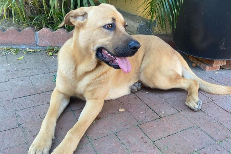 Cane Corso German Shepherd Mix: A Hybrid That Will Fascinate You