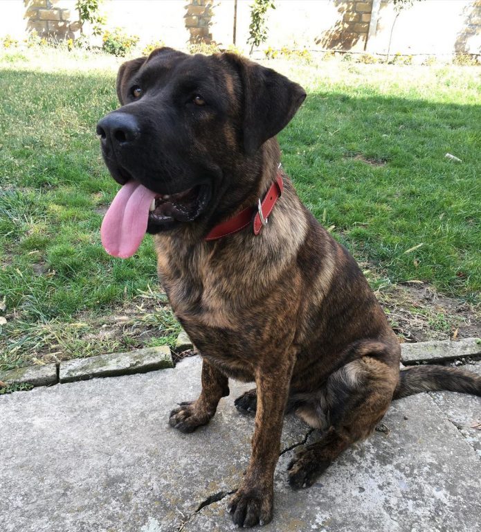 Cane Corso German Shepherd Mix This Dog Will Fascinate You