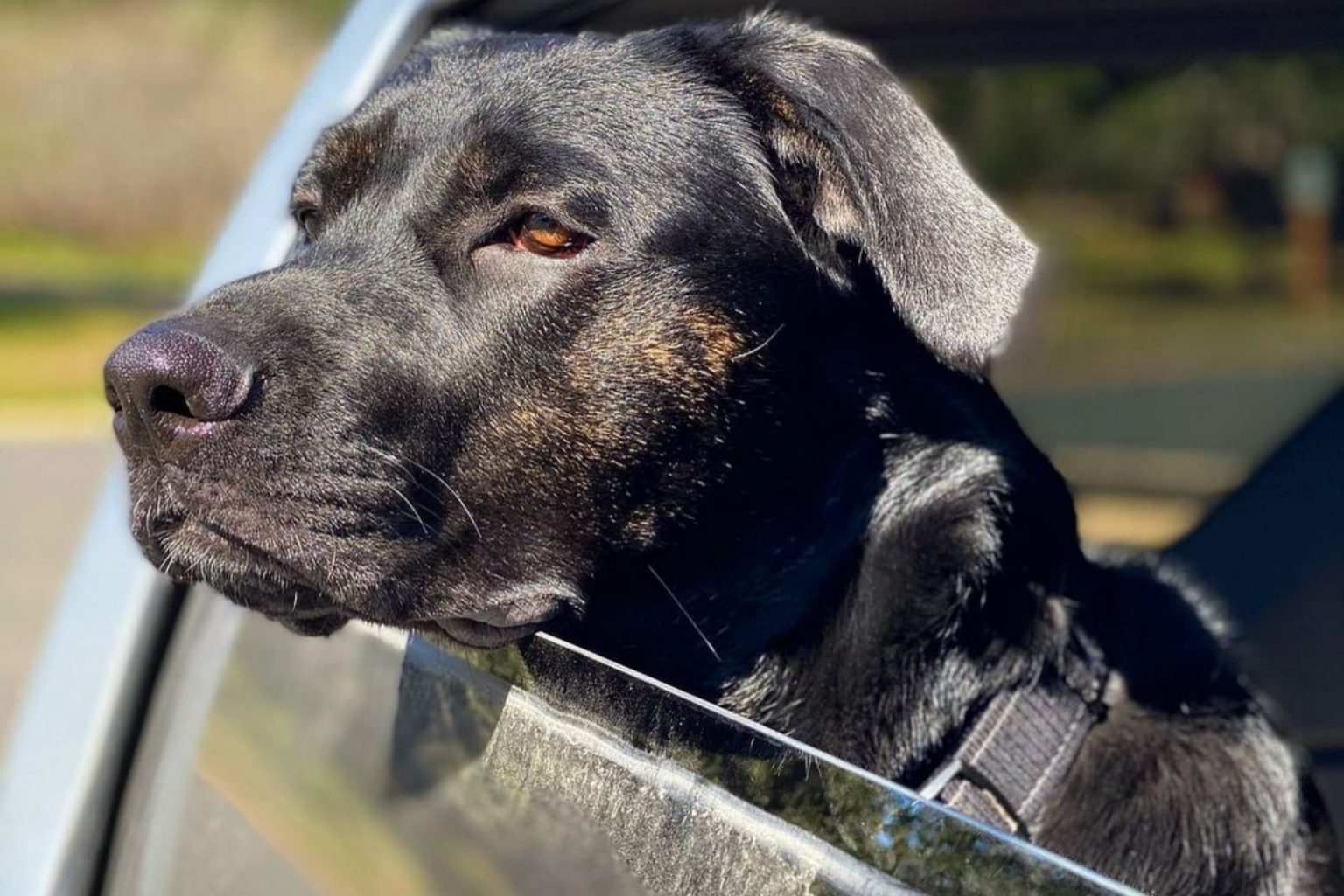 Cane Corso German Shepherd Mix A Hybrid That Will Fascinate You