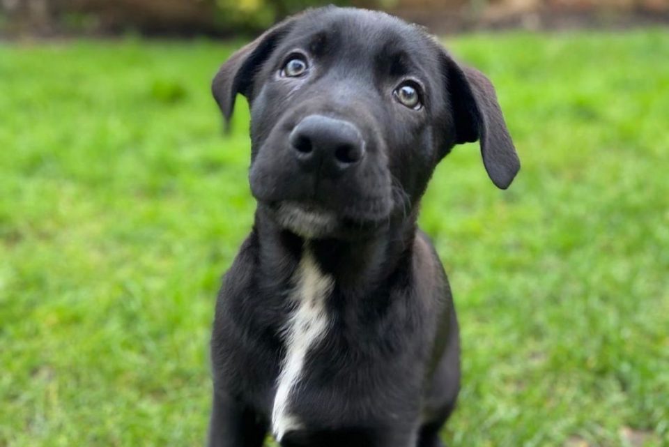 Cane Corso German Shepherd Mix A Hybrid That Will Fascinate You