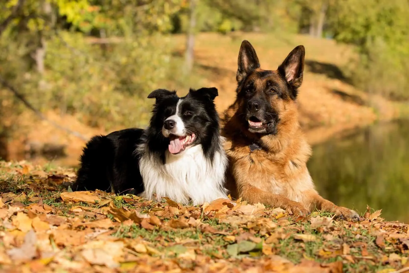 german shepherd and border collie lying down in an autumn forest