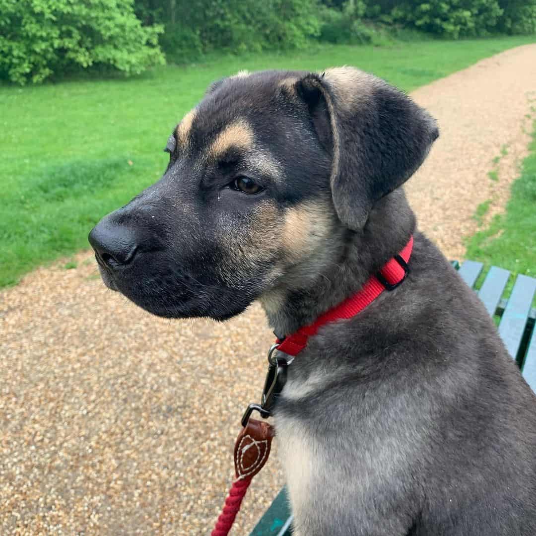 german shepherd cane corso mix