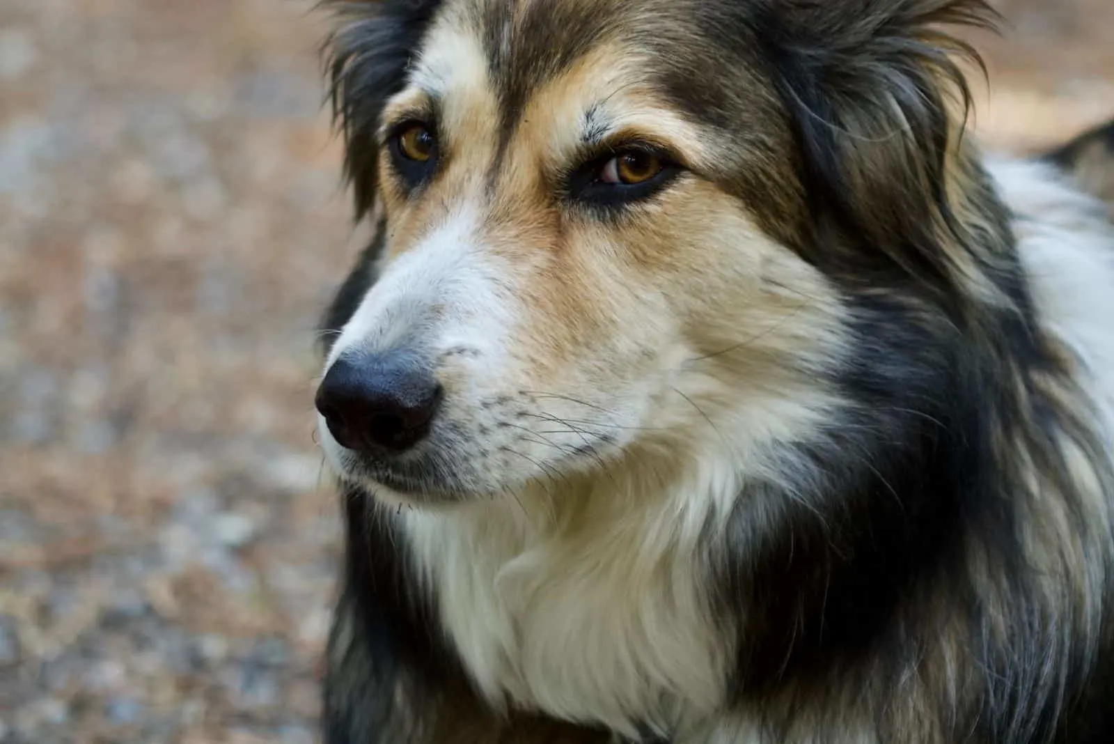 german shepherd collie cross breed dog in close up image