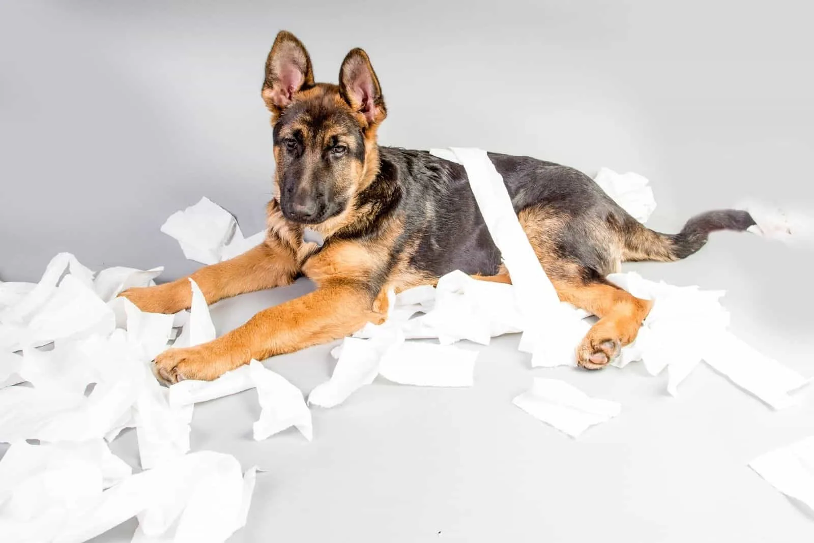 german shepherd destroying a roll of toilet paper