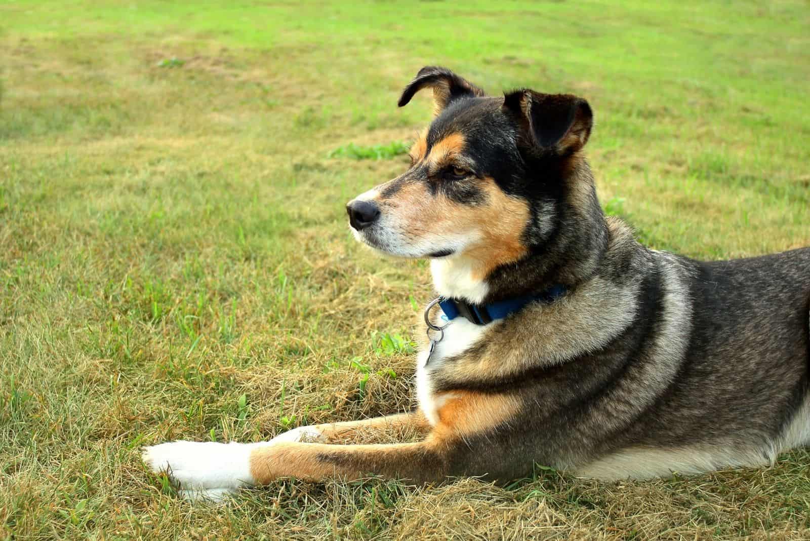 german shepherd mix dog lying down on the ground looking far