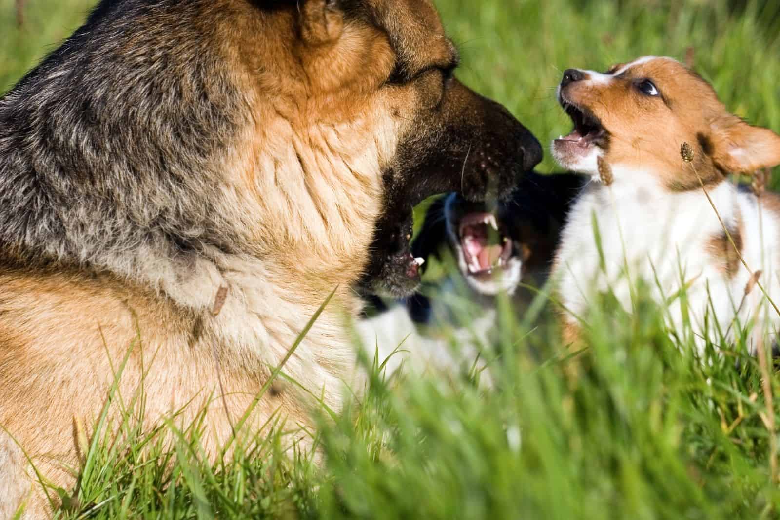 german shepherd mouthing puppy jack russel outdoors