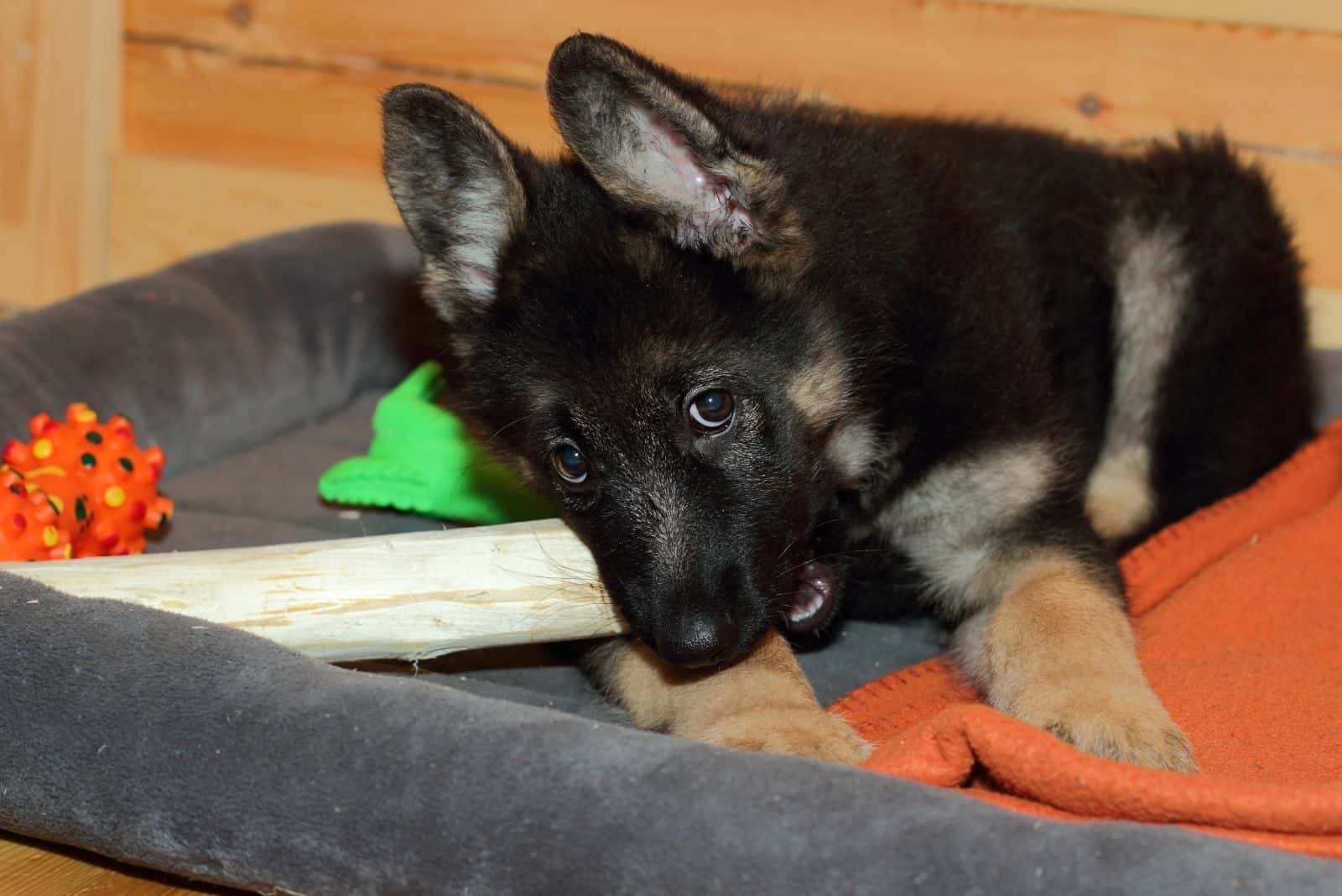 german shepherd puppy chewing on a stick