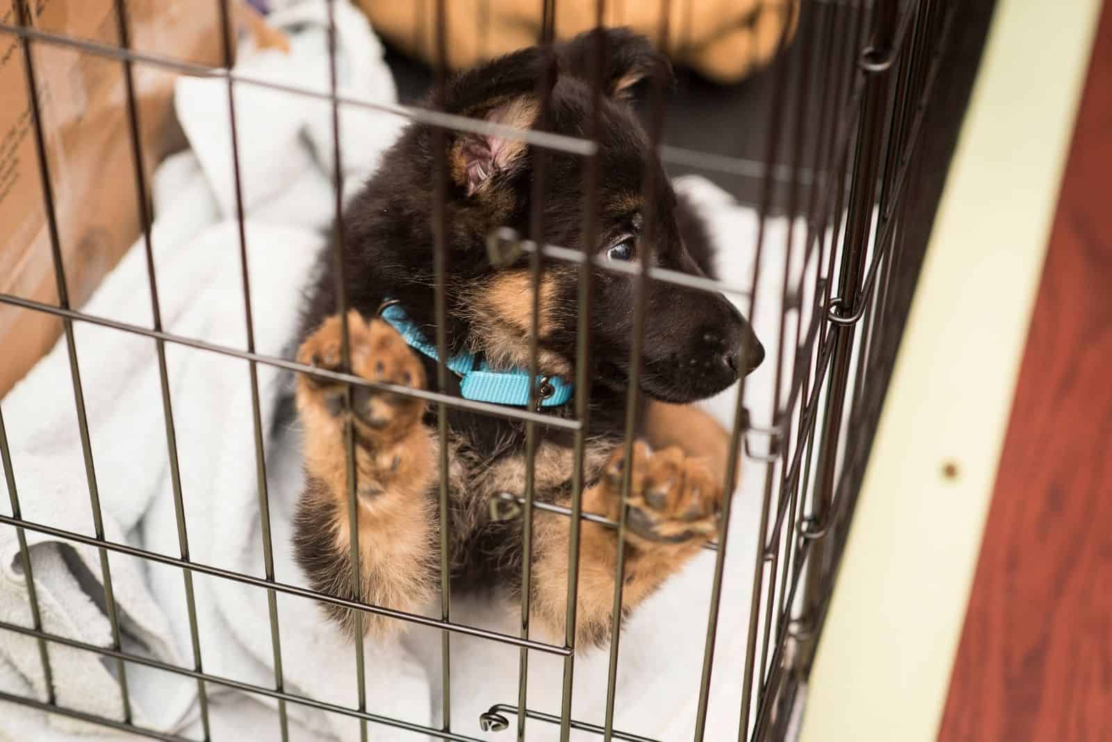 german shepherd puppy inside the crate