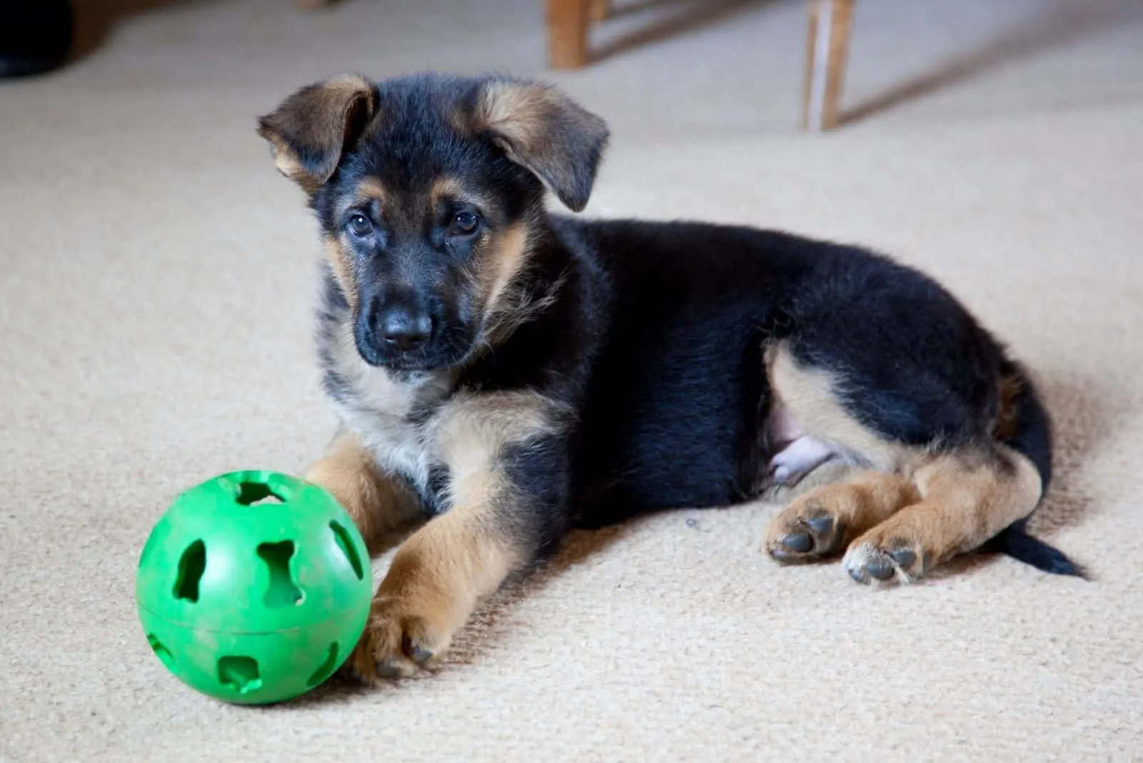german shepherd puppy with his green ball on the floor