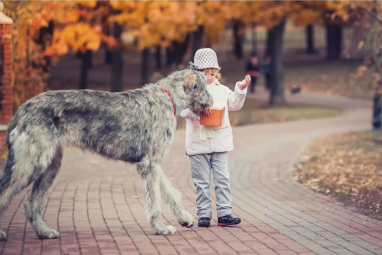 girl giving lollipop to an irish wolfhound in the autumn forest