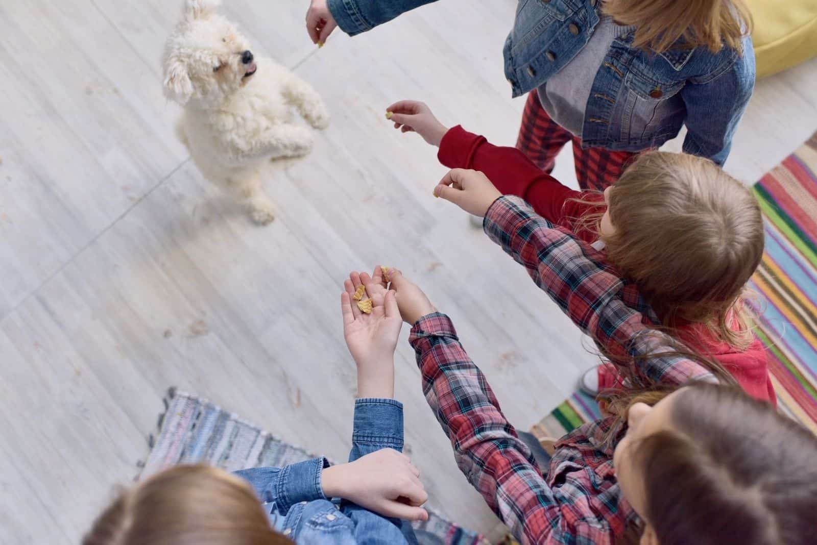 girls training dog with a trick on top angle