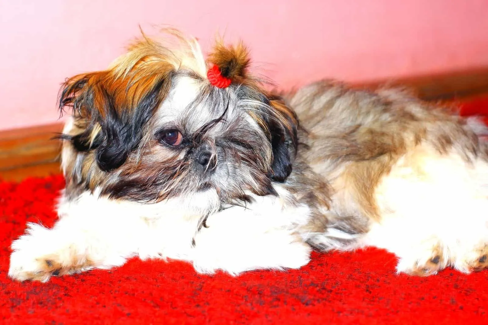 gold shih tzu puppy with black tips lying down on red carpet