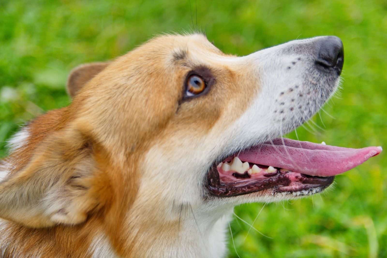 golden corgi in sideview in close up image