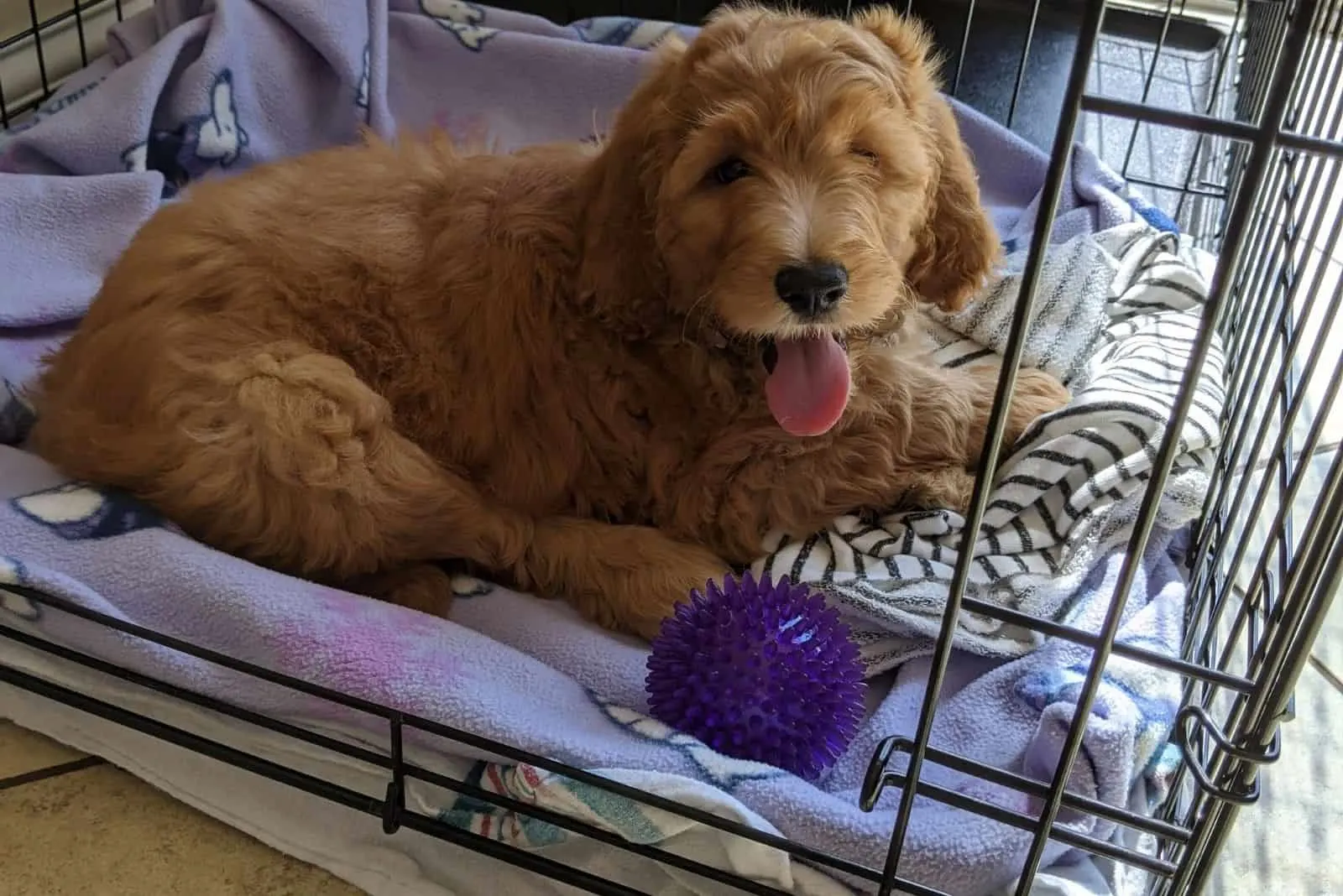 goldendoodle puppy lying down inside the crate