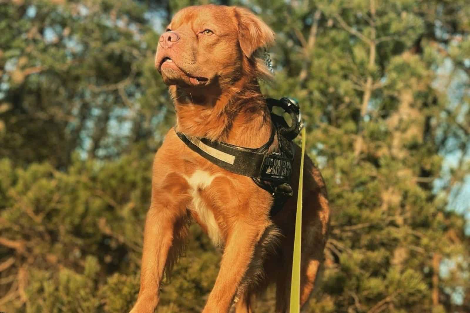 golden pitbull