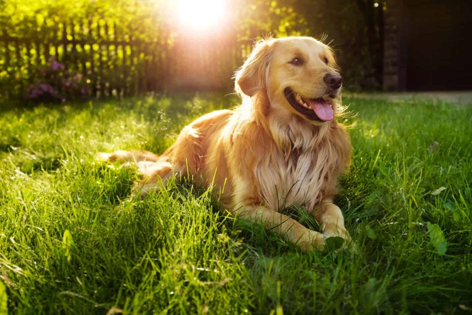 golden retriever backlit lying down on the backyard 