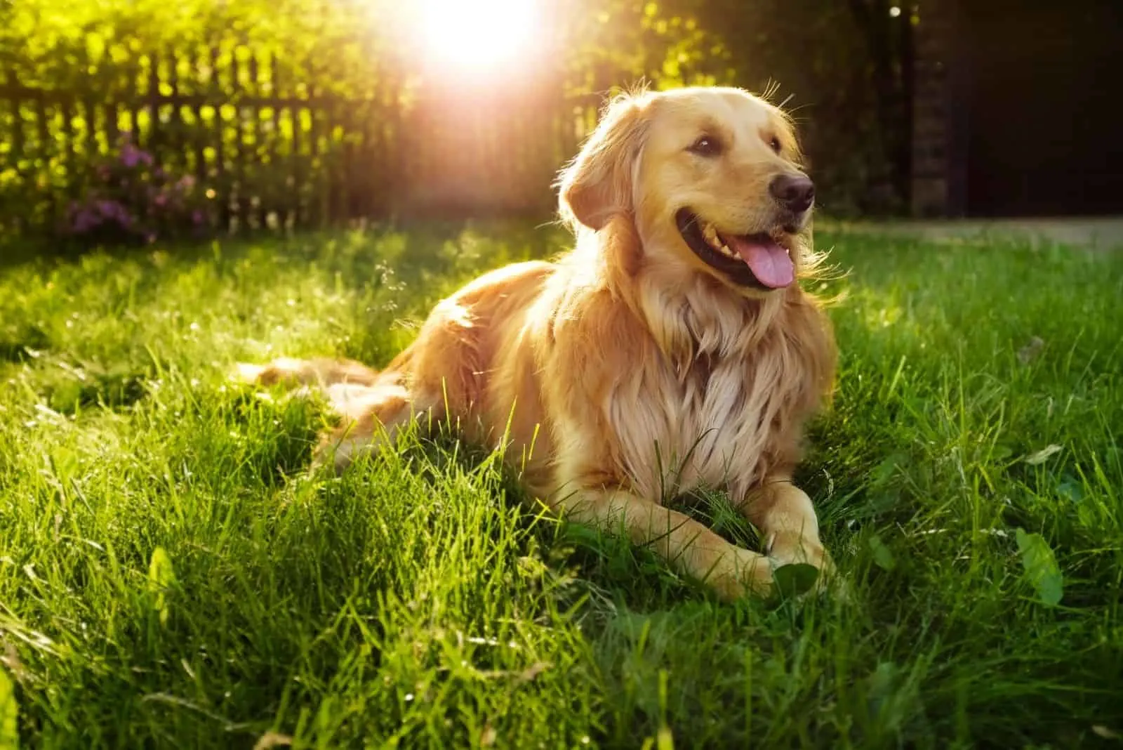 golden retriever backlit lying down on the backyard 