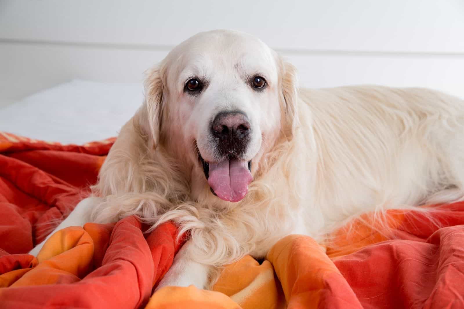 golden retriever corgi crossbreed dog lying on orange cloth