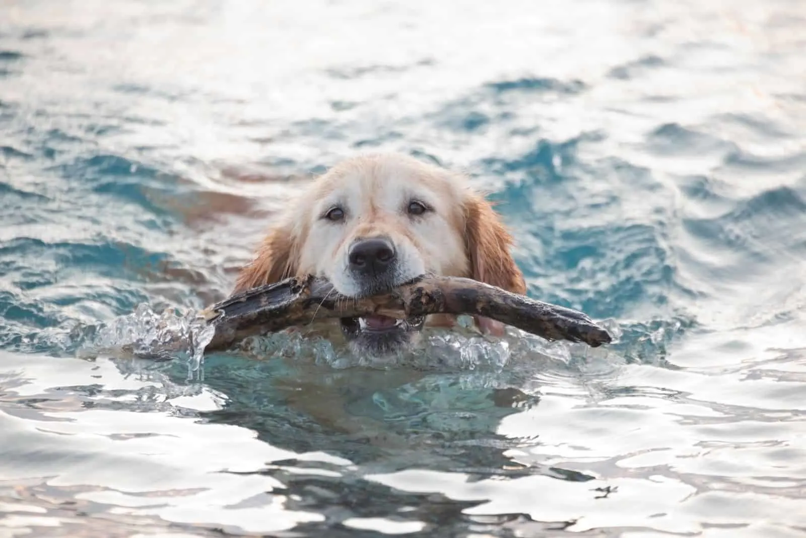 golden retriever getting training in the waters with wood in its mouth