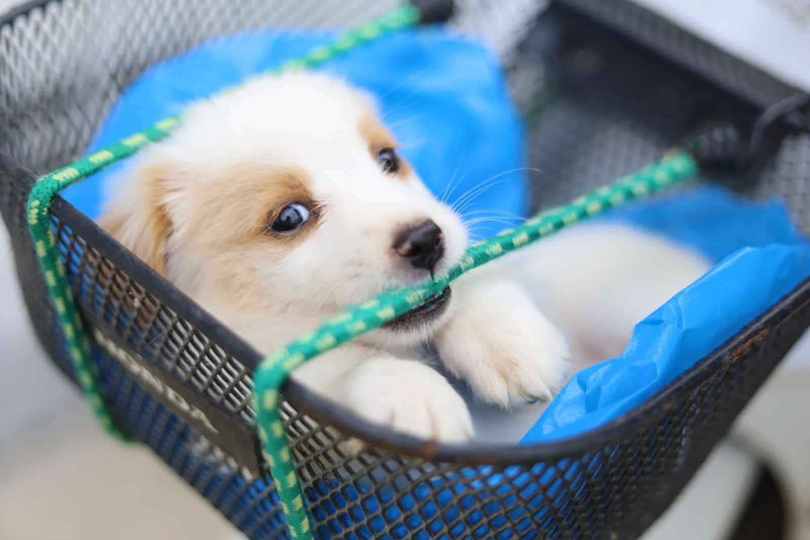 golden retriever mixed puppy inside a dog car basket
