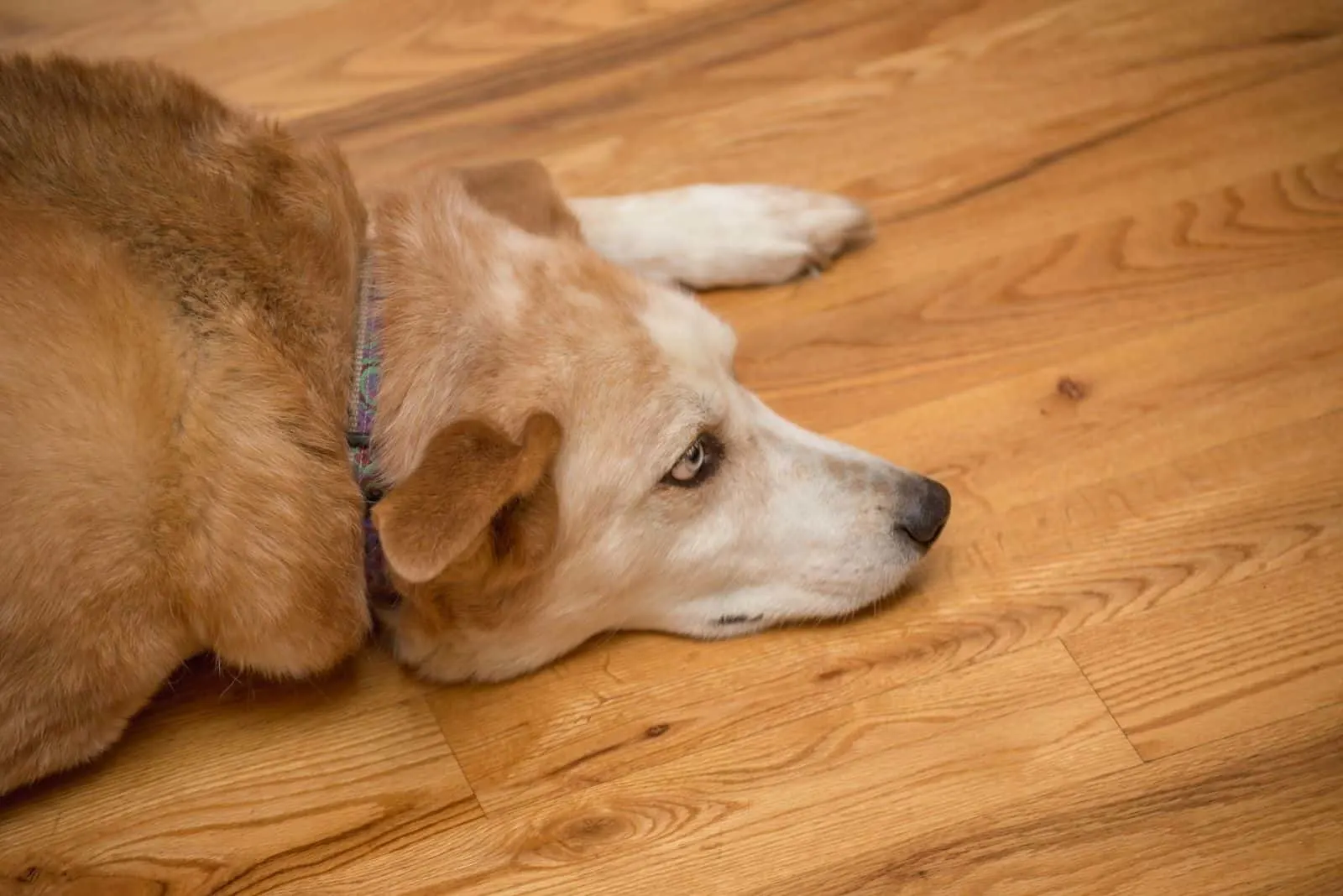 golden retriever mixed breed dog lying lazily on the floor