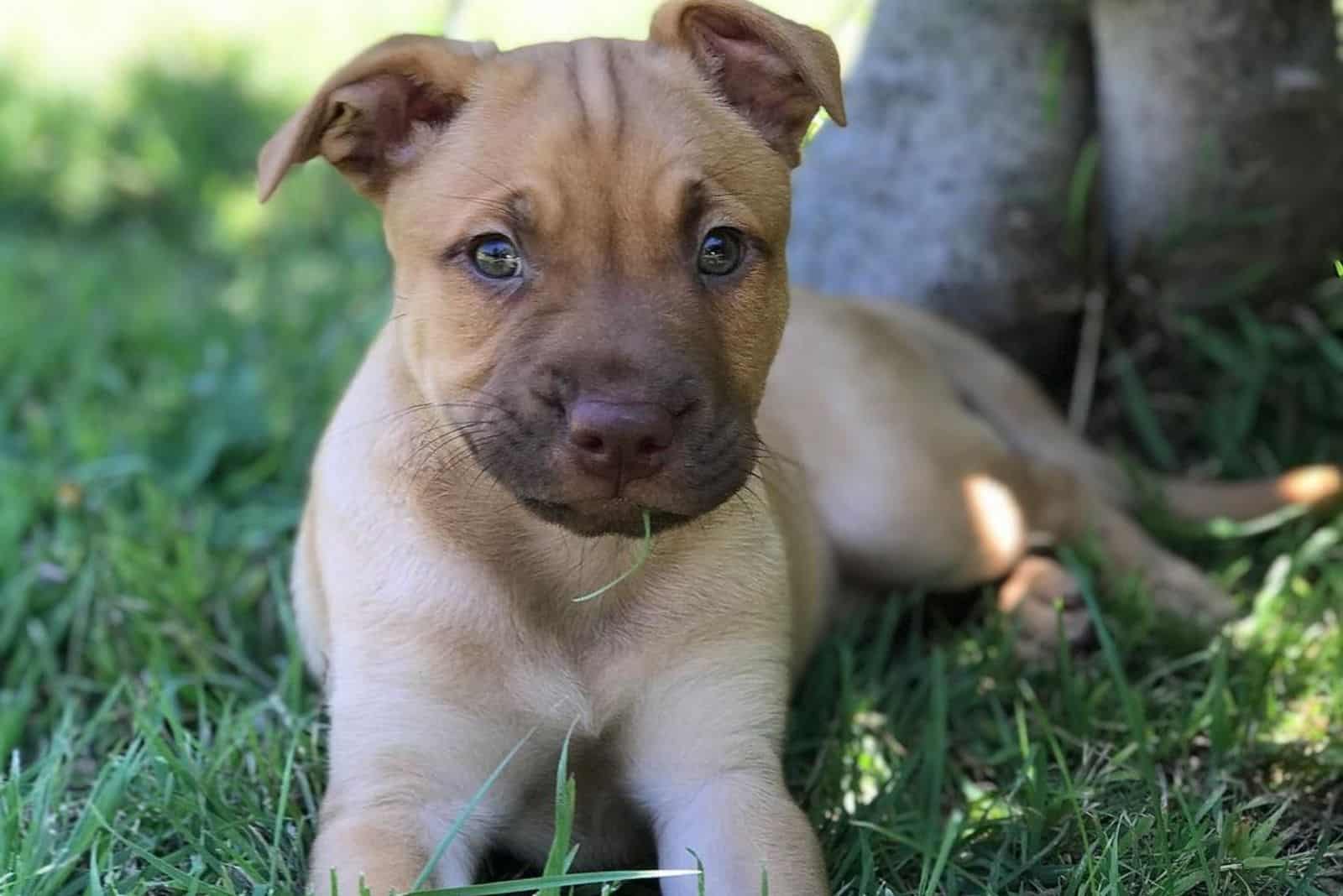 golden retriever pitbull mix