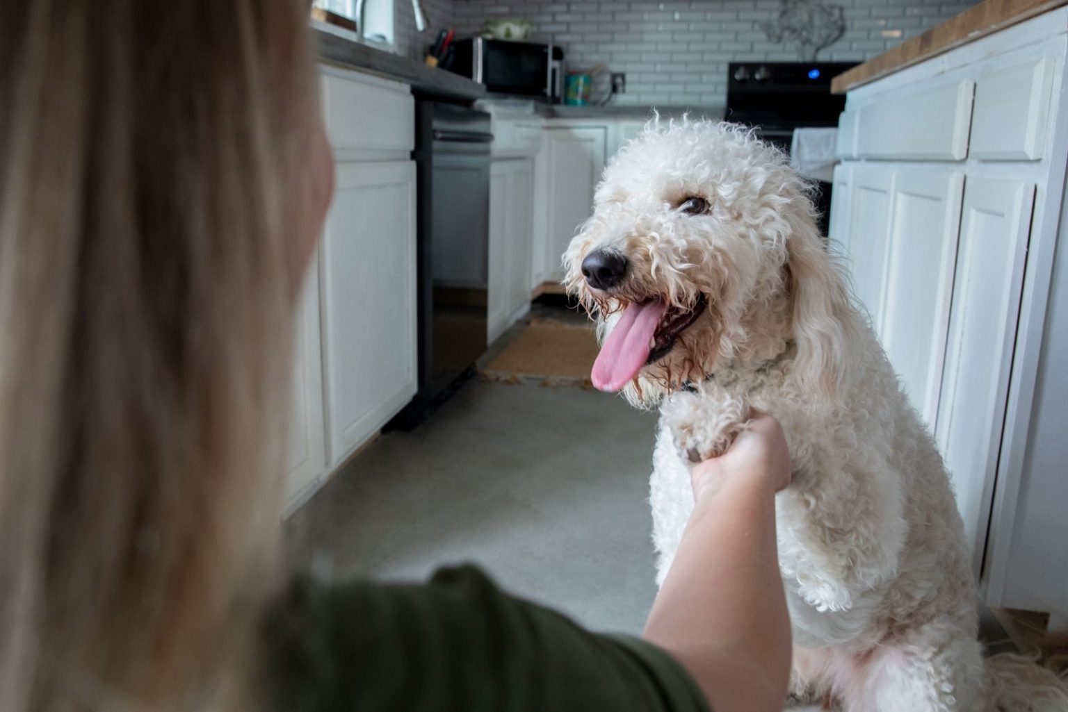 Goldendoodle Potty Training Guide Everything You Need To Know