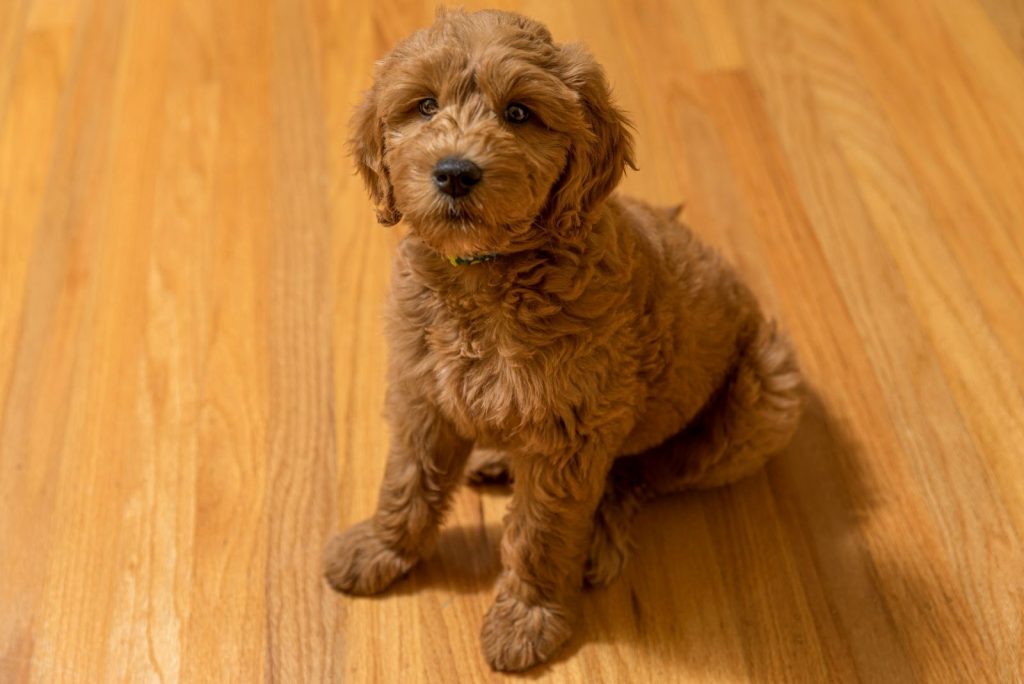 Goldendoodle Potty Training Goldendoodle Training 101