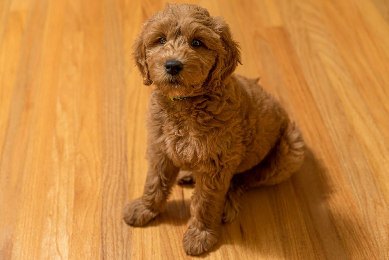 Goldendoodle Potty Training Goldendoodle Training 101
