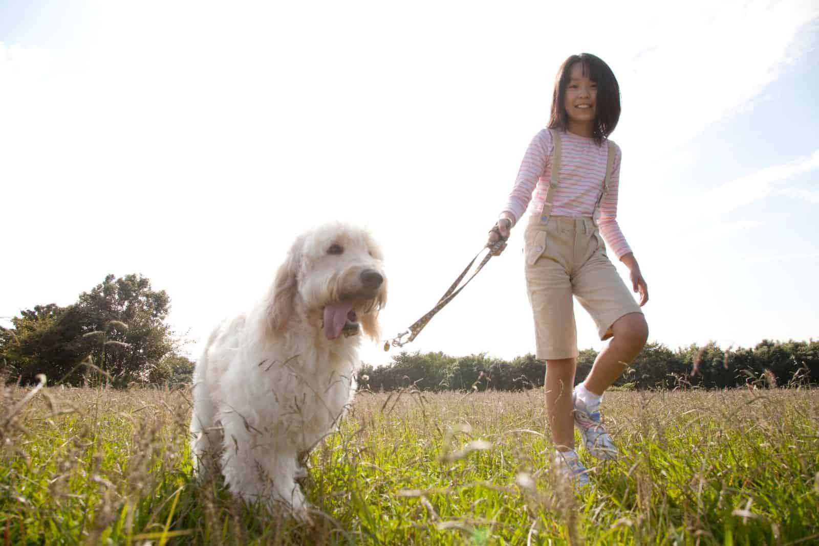 goldendoodle walking outdoors with a kid holding the leash