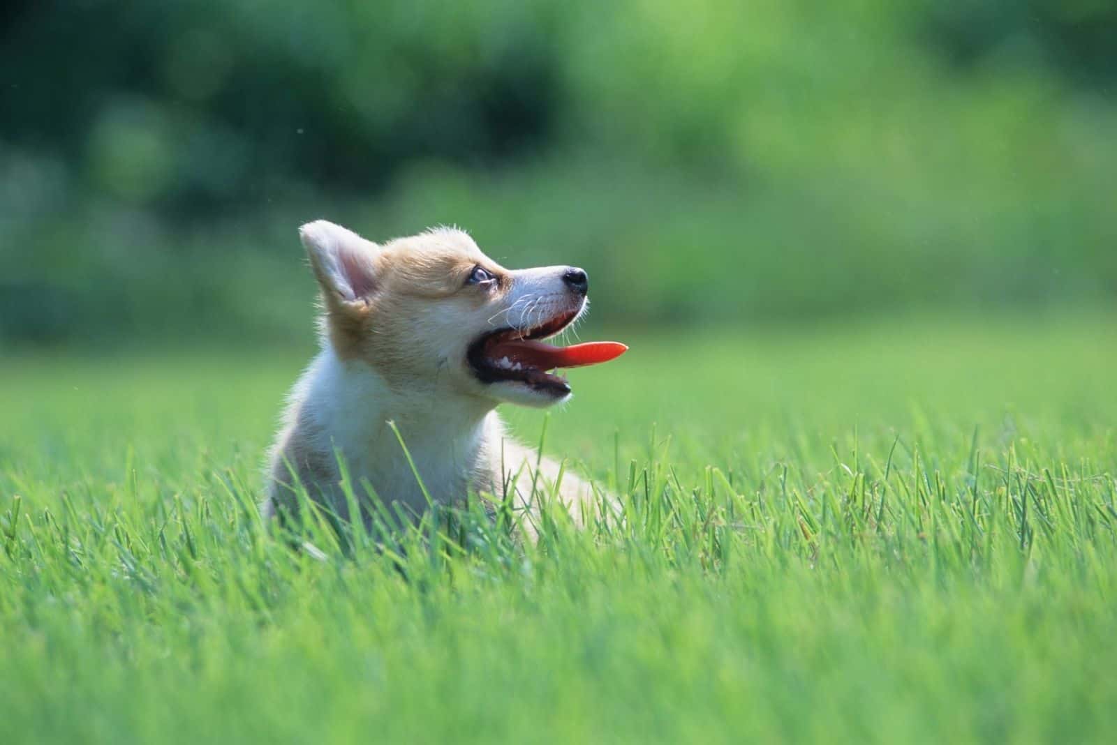 grass trying to cover a corgi mixed dog