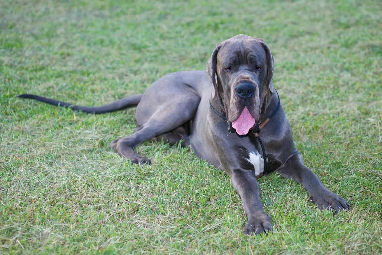 gray or blue great dane lying down on the grassy lawn