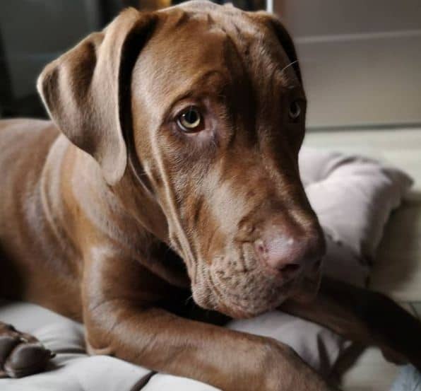 great dane cane corso mix dog in focus photography