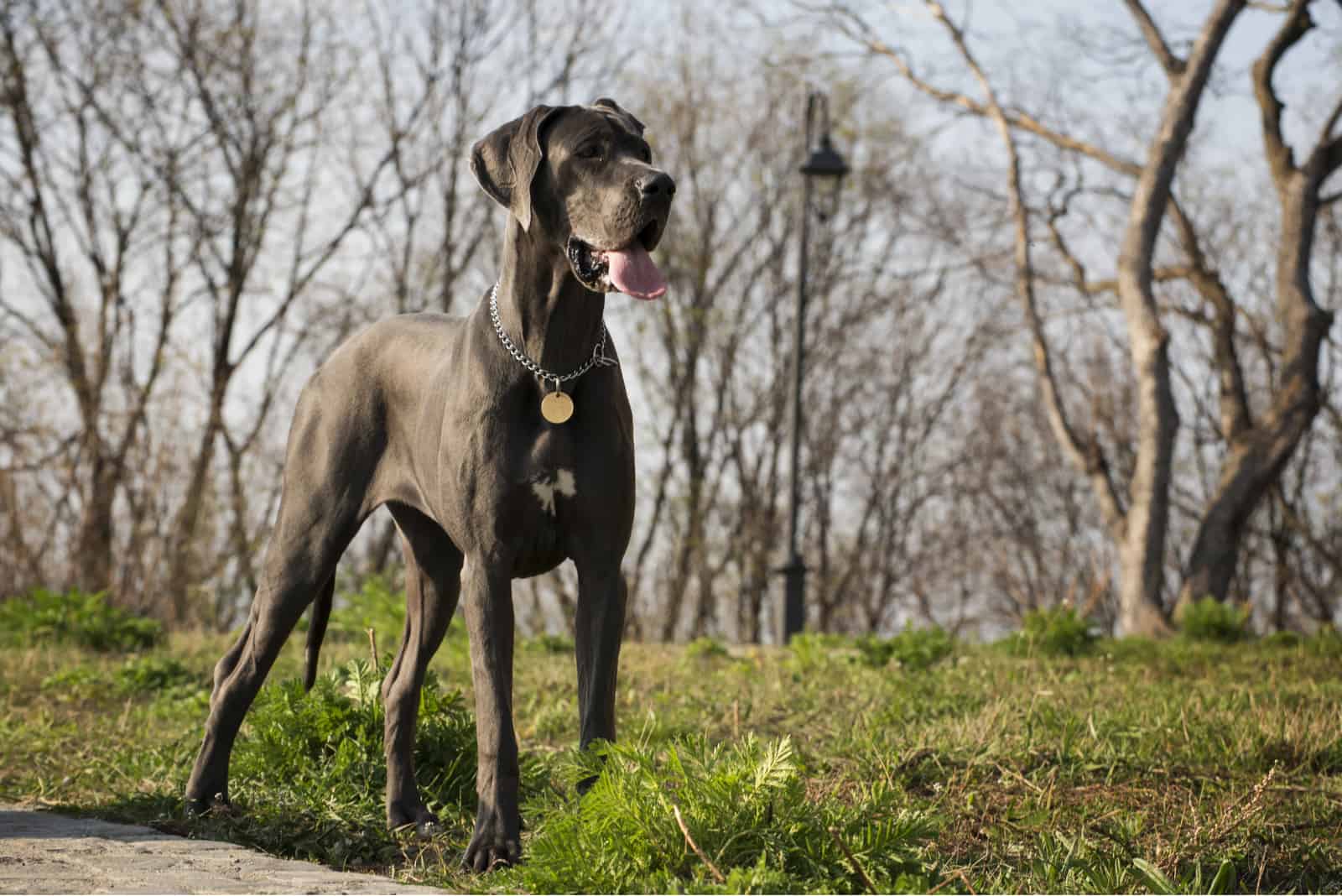 great dane dog standing on the grass