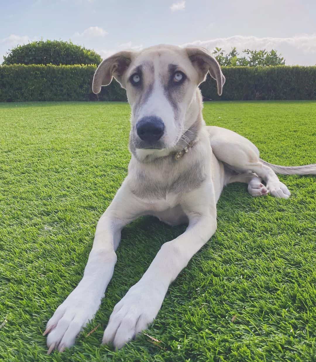 great dane husky mix danesky