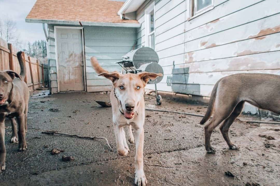 great dane husky mix dog excited