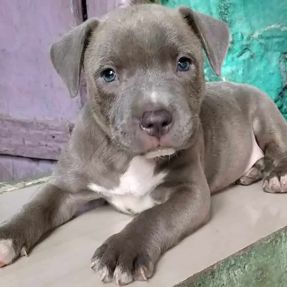 grey blue eyed pitbull