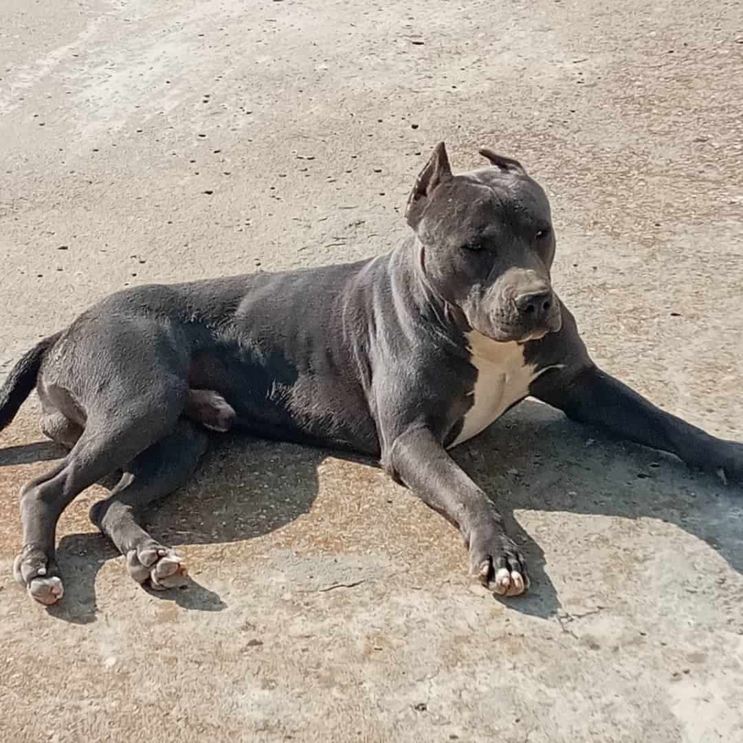 grey pitbull taking rest