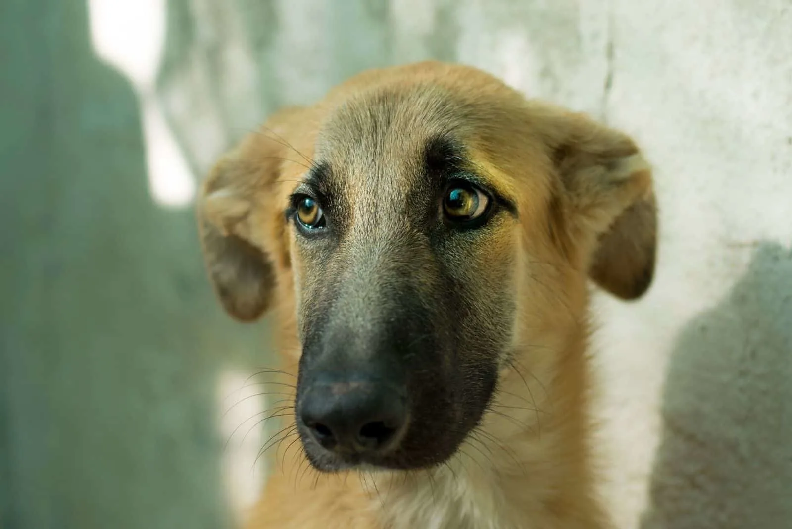 greyhound mix dog in focus photography