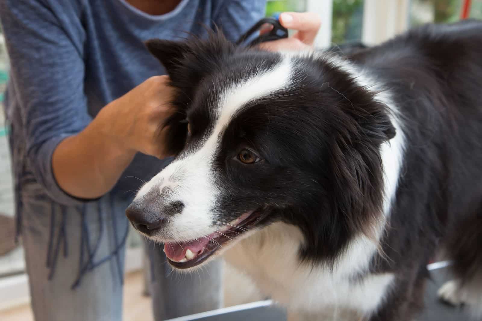 grooming border collie bya person